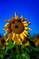 Sunflower 2
