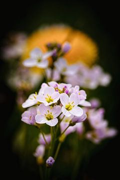 Weißblume von Rob Boon