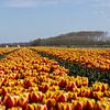 tulpen veld van Barry van Strien