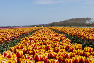 tulip field by Barry van Strien