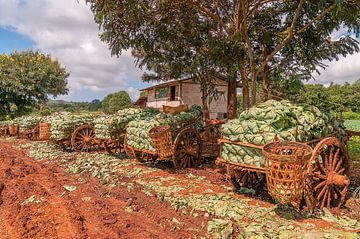 Pindaya Township: Oogsttijd in Konbaw by Maarten Verhees