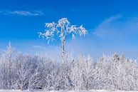 A clear winter day by Adelheid Smitt thumbnail