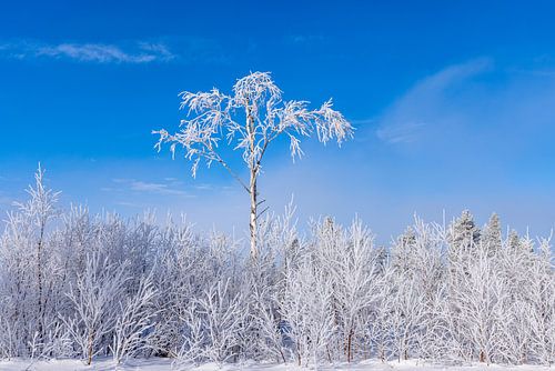Een heldere winterdag