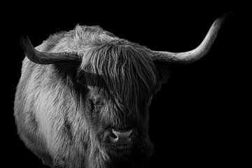 Schwarz-Weiß-Foto Schottischer Highlander von Nicolette Suijkerbuijk
