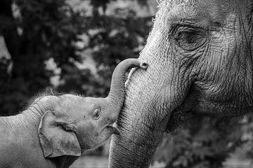 Famille d'éléphants sur Kimberley van Eck