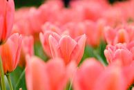 Roze tulpen van Martin Stevens thumbnail