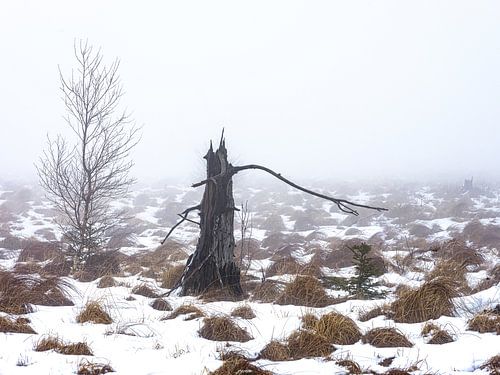 Het landschap van de 'Dode Bomen'