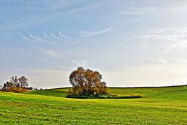 a green meadow in the sunlight