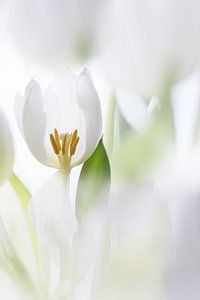 Tulpen van Ingrid Van Damme fotografie