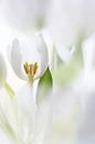 Tulpen von Ingrid Van Damme fotografie Miniaturansicht