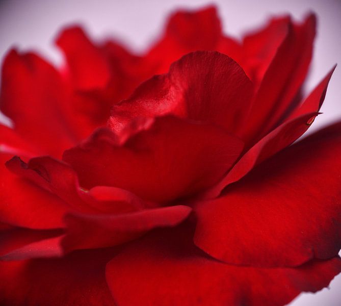 Amour par Jolanda de Jong-Jansen