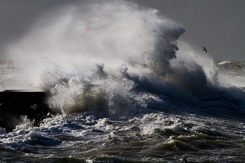 Zilvermeeuw vliegt in de storm langs de pier van IJmuiden