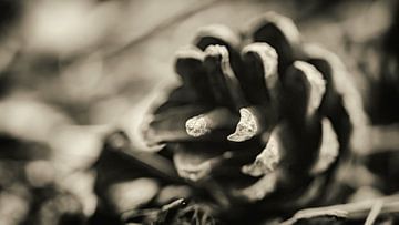 Dennenappel van Jan van der Knaap