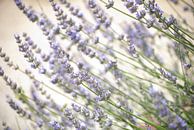Lavendel van Tess Smethurst-Oostvogel thumbnail