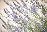 Lavendel
