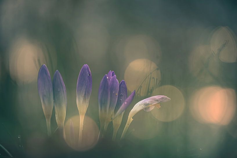 fleurs partie 431 par Tania Perneel