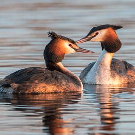 2 grèbes amoureux sur Sjardee Visser