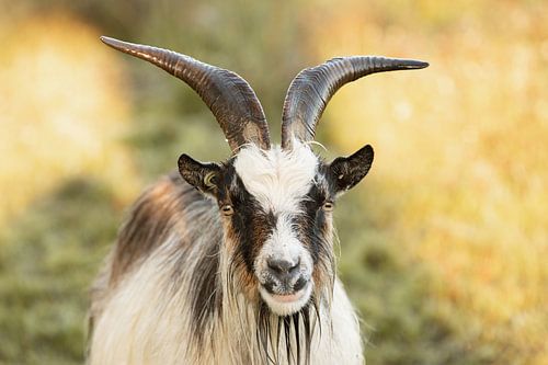 Portret van een geit op het Scharreveld