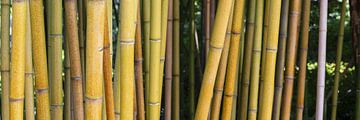 Gele bamboe van Walter G. Allgöwer