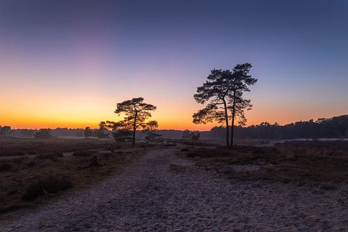 Zonsondergang Bomen Symmetrie