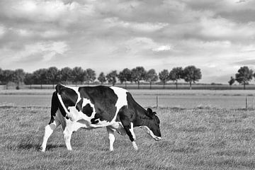 zwart-witte koeien die in een weide grazen van Tony Vingerhoets