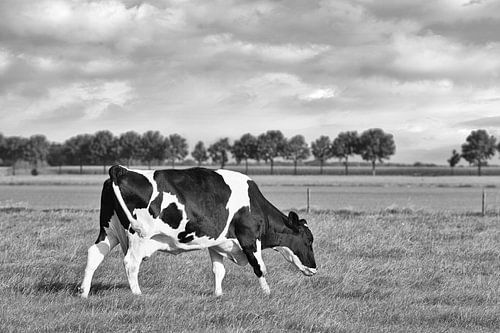 black and white cow grazing in a meadow 