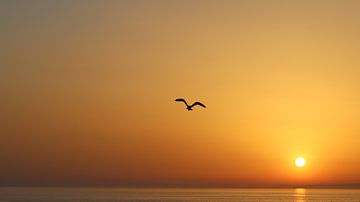 Un coucher de soleil dans les calanques de Marseille sur Nicolas Vaillant