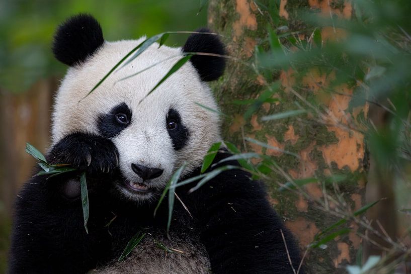 Bamboo Zeit von Alessandro Catta
