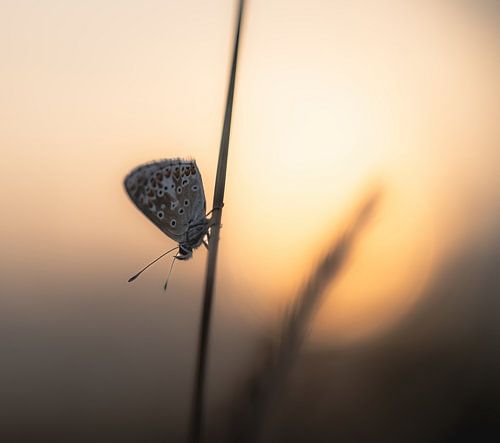 Butterflies part 2