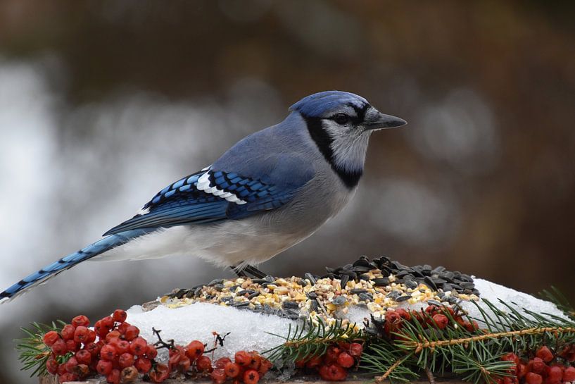 A blue jay at the feeder by Claude Laprise