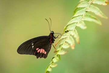 Papillon tropical sur Elles Rijsdijk