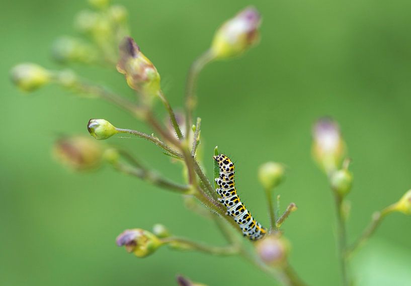 Raupe des Schwalbenschwanz-Schmetterlings von Ans Bastiaanssen