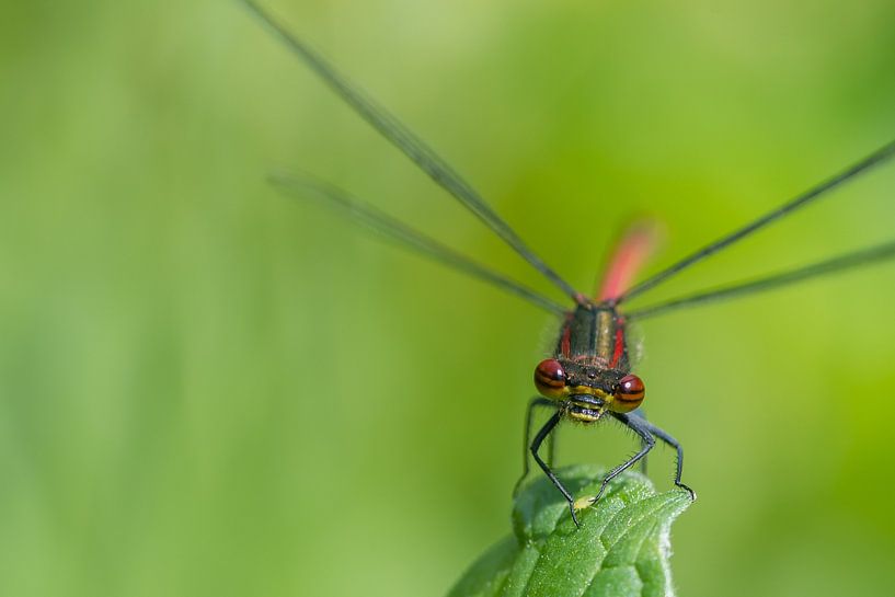 A close-up of a damselfly by Diantha Risiglione