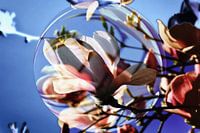  Magnolia - abstract