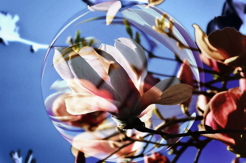 Magnolienblüte - abstrakt von Christine Nöhmeier
