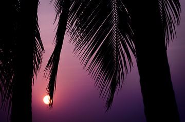 Zonsondergang met palmbomen van Felix Kammerlander