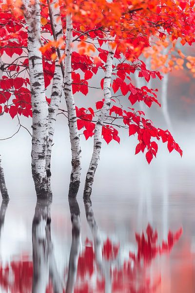 Autumnal birch trees in the fog by Poster Art Shop