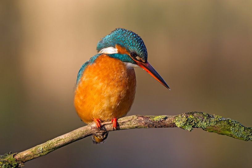 ijsvogel von gea strucks