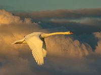 Zwaan in vlucht