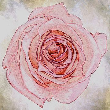 Roze roos, vintage look van Rietje Bulthuis