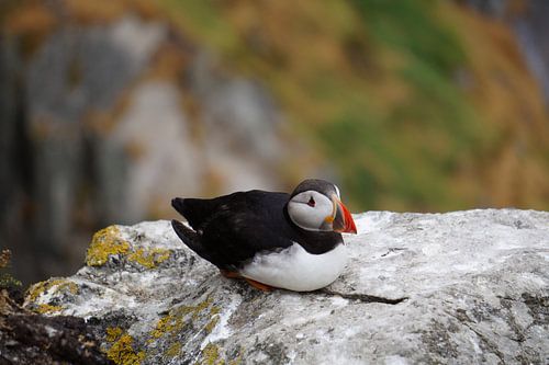 Papegaaiduikers op het eiland Skellig Michael in Ierland