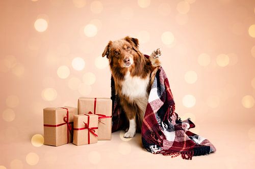 Nora sagt "Hallo!" / im Studio mit beige als Hintergrundfarbe / Australian Shepherd / Hund / Weihnachten / Geschenke