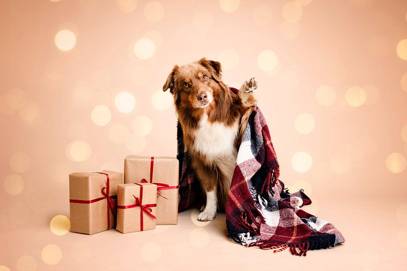 Nora sagt &quot;Hallo!&quot; / im Studio mit beige als Hintergrundfarbe / Australian Shepherd / Hund / Weihnachten / Geschenke von Elisabeth Vandepapeliere