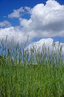 Grain against a half-clouded sky