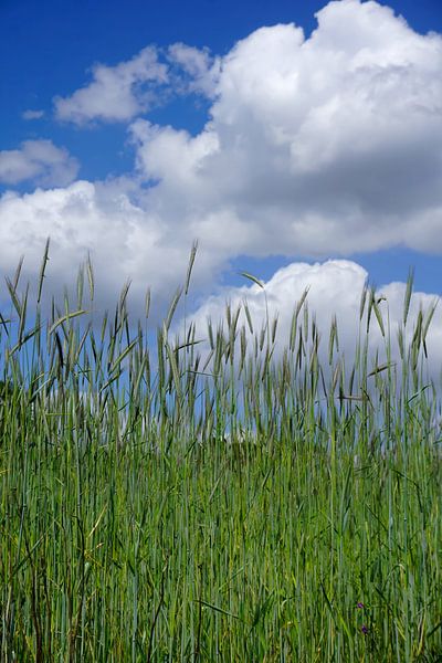 Grain against a half-clouded sky by Folkert Jan Wijnstra