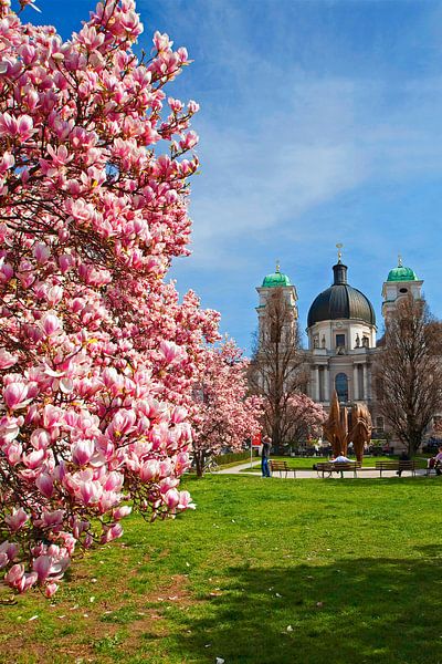 Magnolienbaum im Nonntal von Christa Kramer