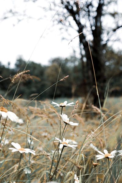 Witte madelieven in het gras van Lisette Marije