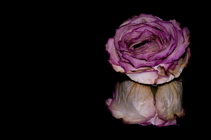 Dried Purple von Made by Rainer