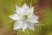 Persian Jewel 'White