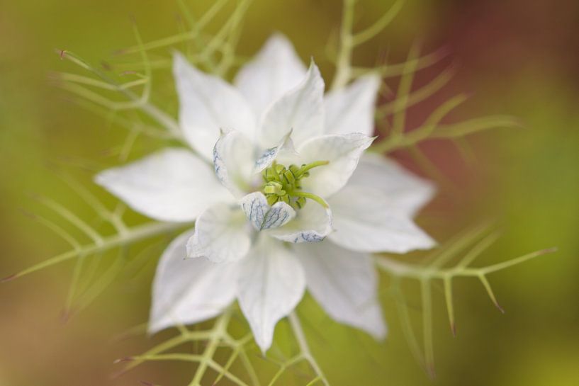 Persian Jewel 'White by Dagmar Hijmans